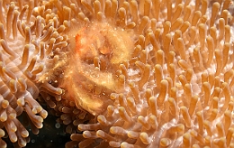 Sipadan_2015_Crabe orang outan_Achaeus japonicus_IMG_2884_rc